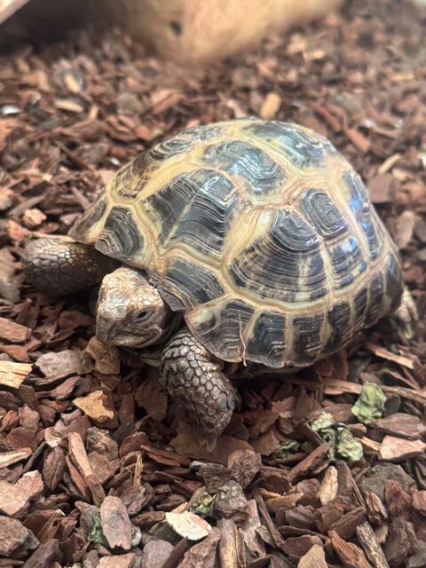 Tortue terrestre Agrionemys horsfieldii + Terrarium 250 71260 Saint-gengoux-de-sciss�