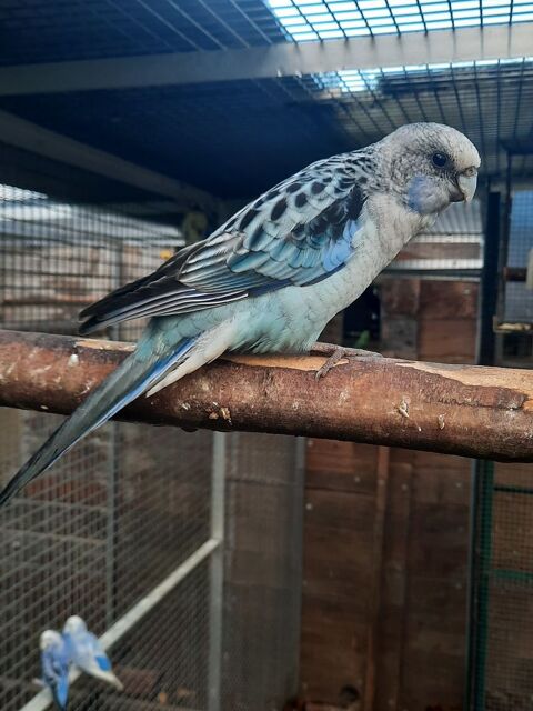 Femelle omnicolore bleue 150 61000 Alen�on