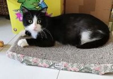   TITOU à l'adoption  