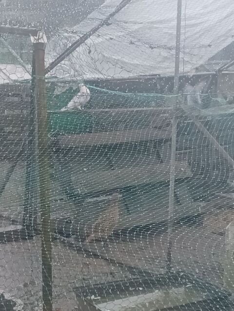 Couple de faisan 20 40800 Latrille