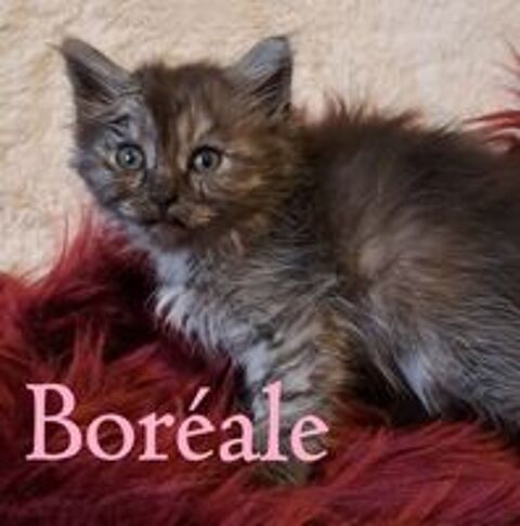   chatons siberien loof 