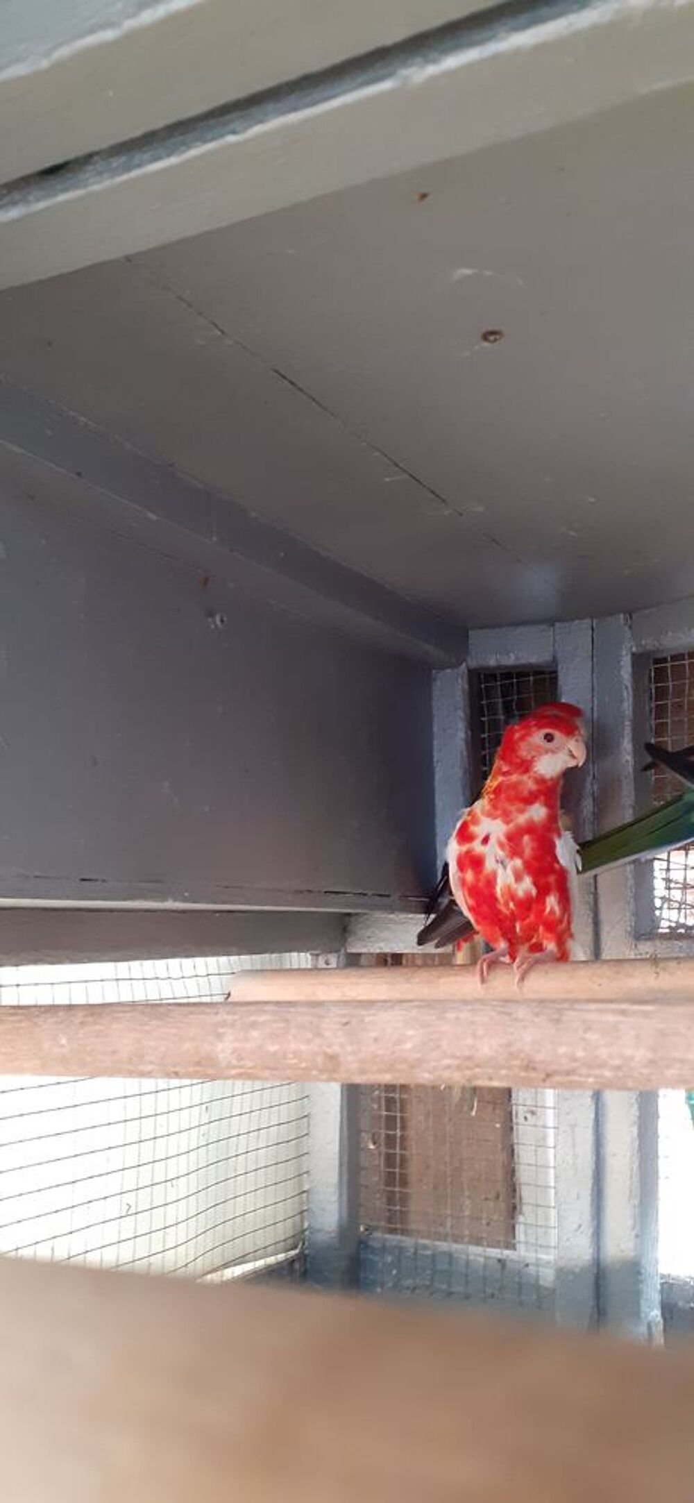  OISEAUX DE CAGES ET DE VOLIÈRES  
