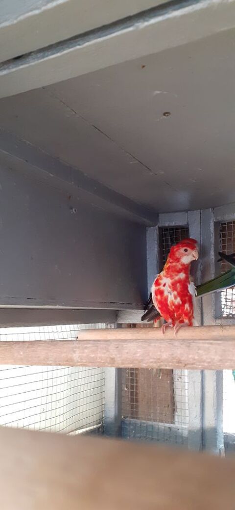 OISEAUX DE CAGES ET DE VOLI&Egrave;RES 65 22400 Lamballe
