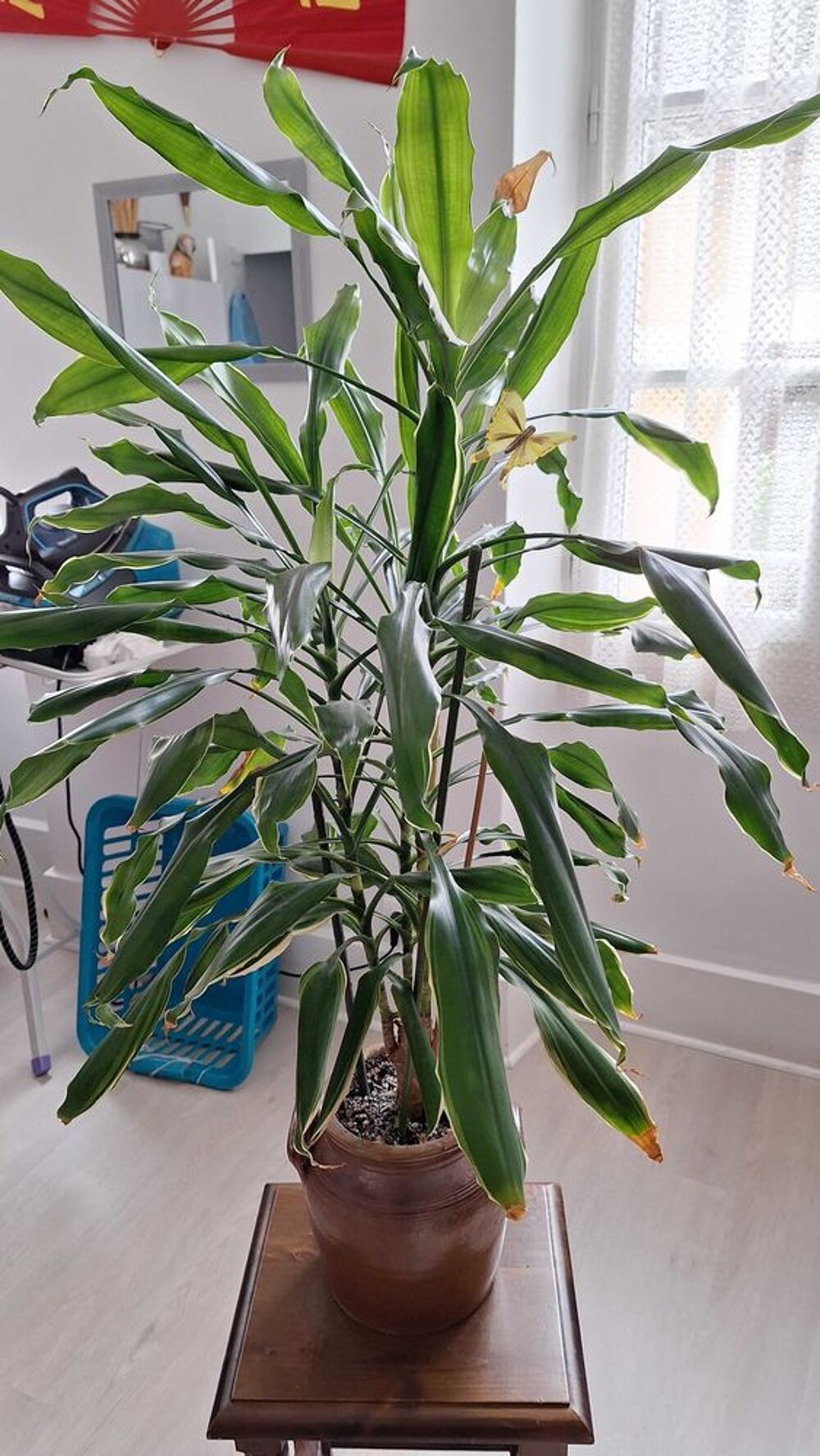 plante d'interieur Décoration