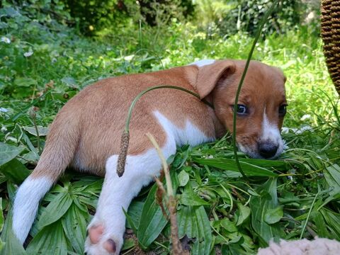 Magnifiques petits Jack Russell &agrave;   l adoption 1000 49160 Saint-philbert-du-peuple