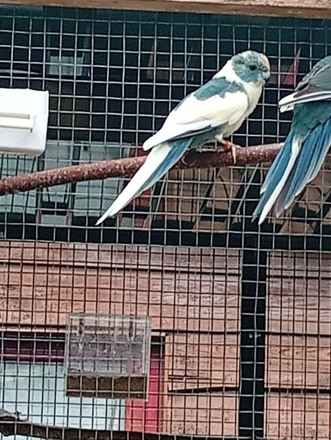 Couple kakarikis panach&eacute; bleu et cr&egrave;me 80 01170 Ségny