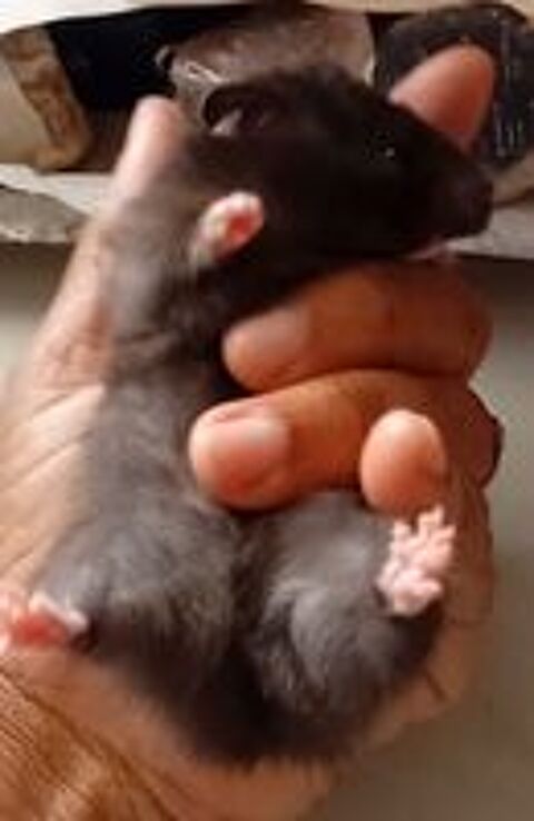   Hamsters Dor�s � adopter  