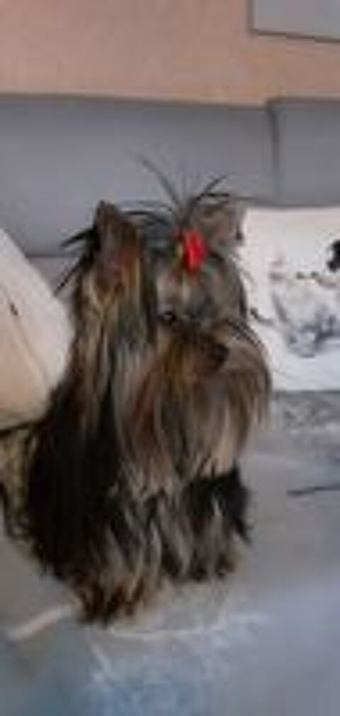   saillie Yorkshire terrier toy 