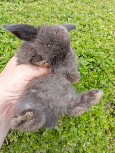 Bébé Lapine bélier nain 40 59310 Beuvry-la-fort