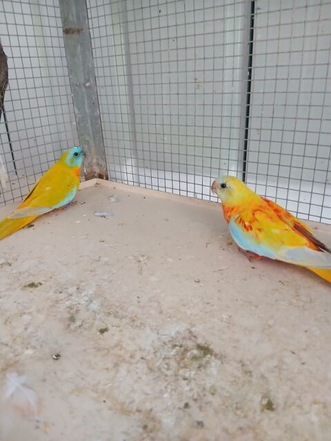 Perruches de Bourke, turquoisines, calopsites 70 44150 Ancenis