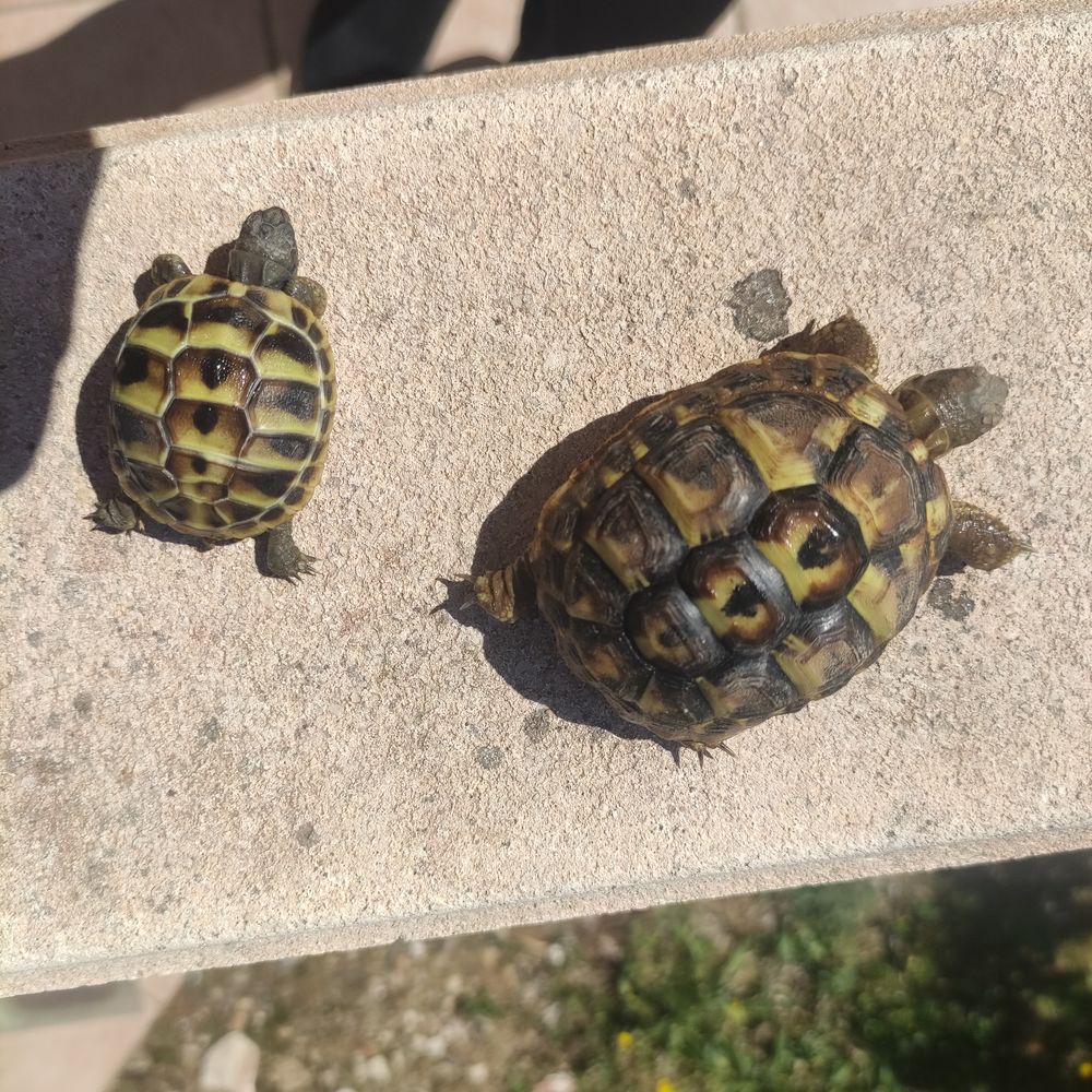   Tortues de terre hh 