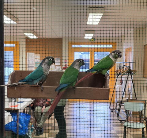 perruche conure 75 45460 Les bordes