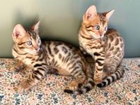   Chatons Bengal LOOF disponibles à la réservation 