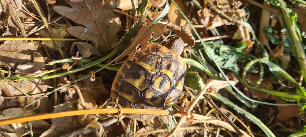   Jeunes tortues 