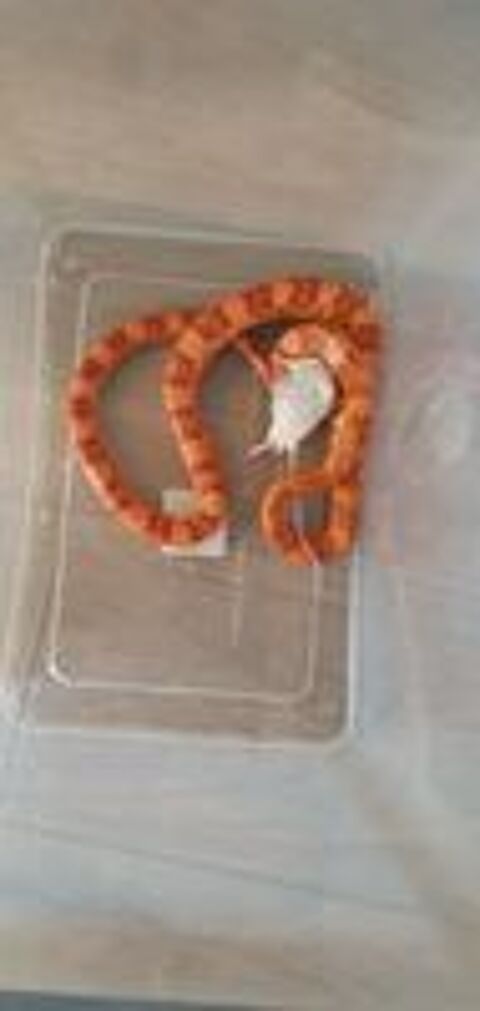   Couples de reproducteurs de serpents des bls.   