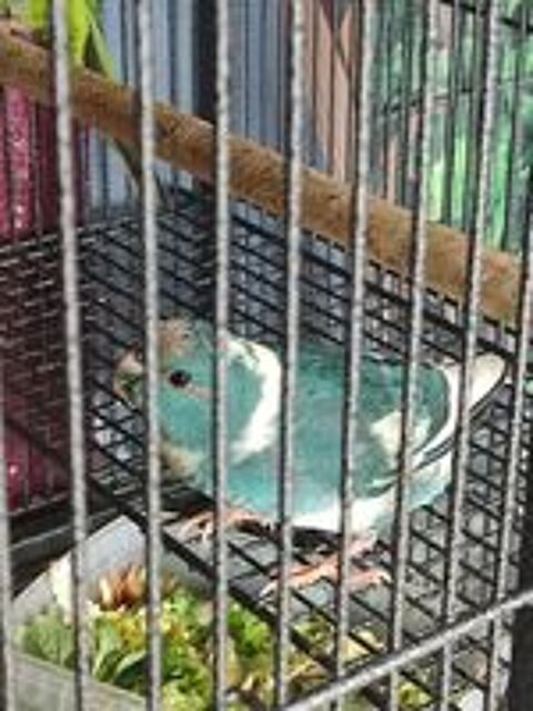   Kakarikis  