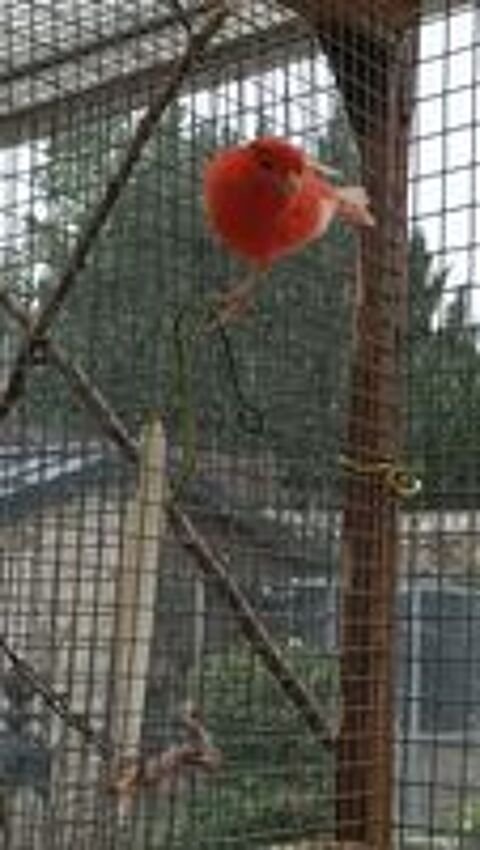   canaris 
