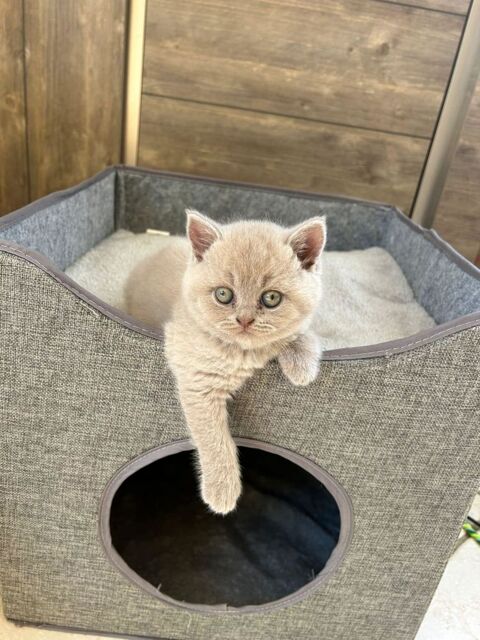 Chatons British Shorthair fawn LOOF à réserver 1360 57570 Rodemack