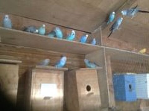   oiseaux exotiques 