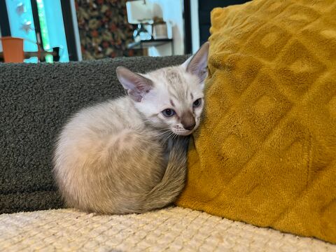 Chatons Bengal LOOF Seine et Marne - Snow & Brown Taggle 1400 77169 Chauffry