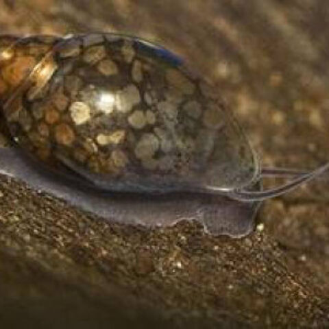 Escargot Physa de toute âge et taille (au choix) 1 38170 Seyssinet-pariset