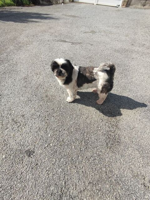 Femelle Shih Tzu . 600 87320 Darnac