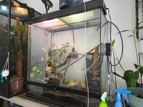 Terrarium complet avec gecko a cr&ecirc;te 160 64160 Morlaàs
