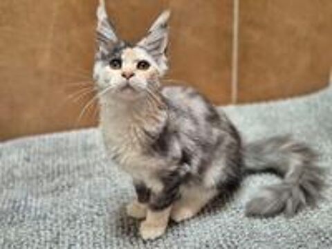   Chaton Maine Coon Mâle LOOF 