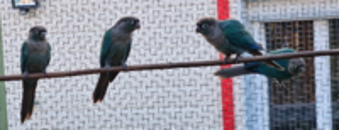   Jeunes Conure Pyrrhura Molinae turquoise. 