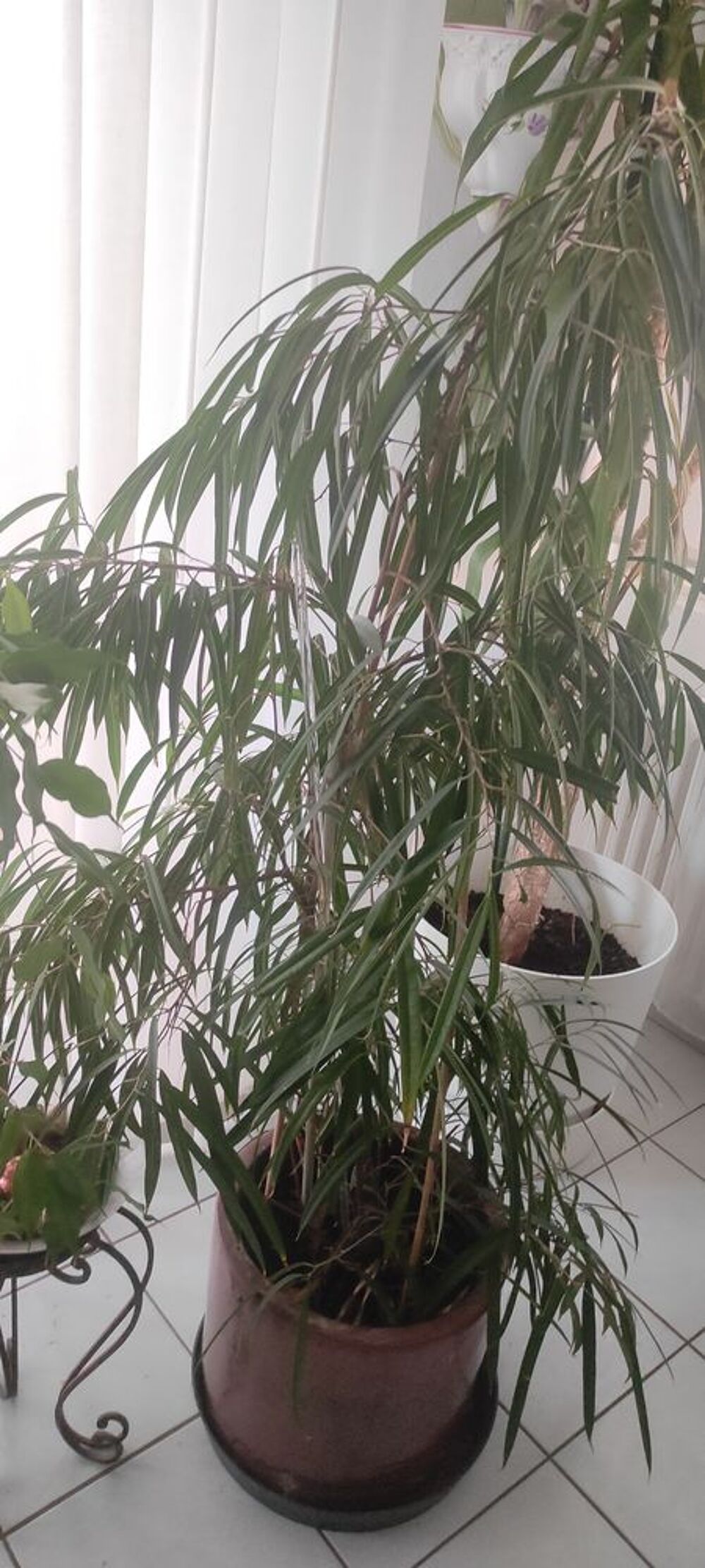 plantes int&eacute;rieures et ext&eacute;rieures + aquarium Jardin