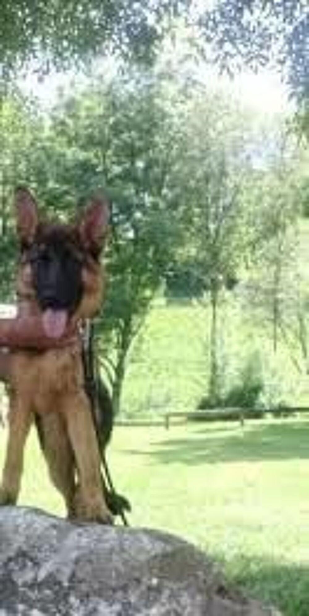   Berger allemand femelle 15 mois.  