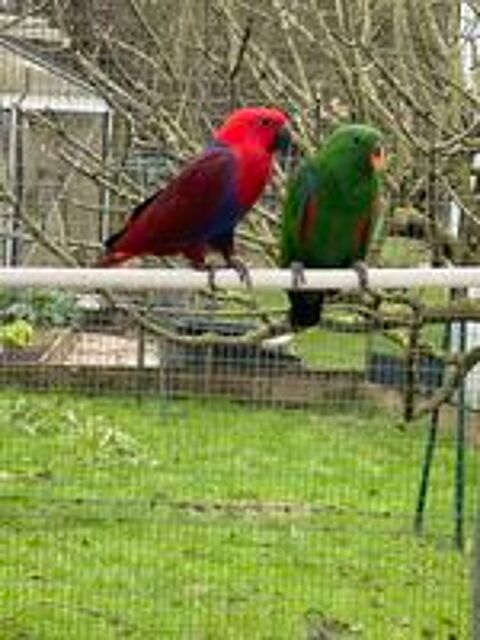   ECLECTUS 