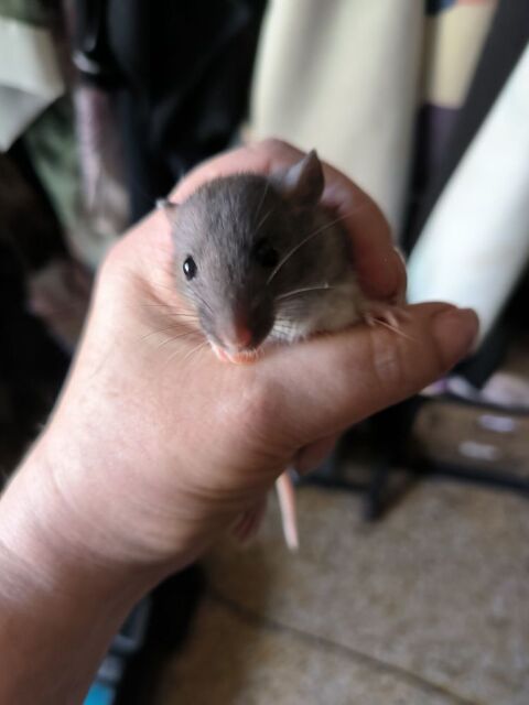Donne petit ratons 0 66300 Thuir