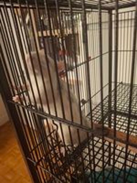   Deux rates acheter dont j'ai du mal  m'occuper  