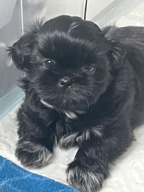 Chiot Shih tzu 1500 76430 La remue