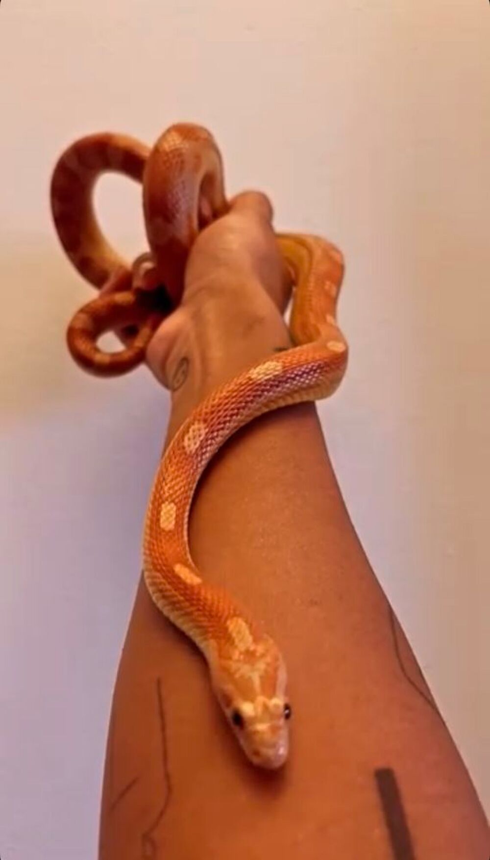   Serpent des bl�s (pantherophis guttatus) femelle 