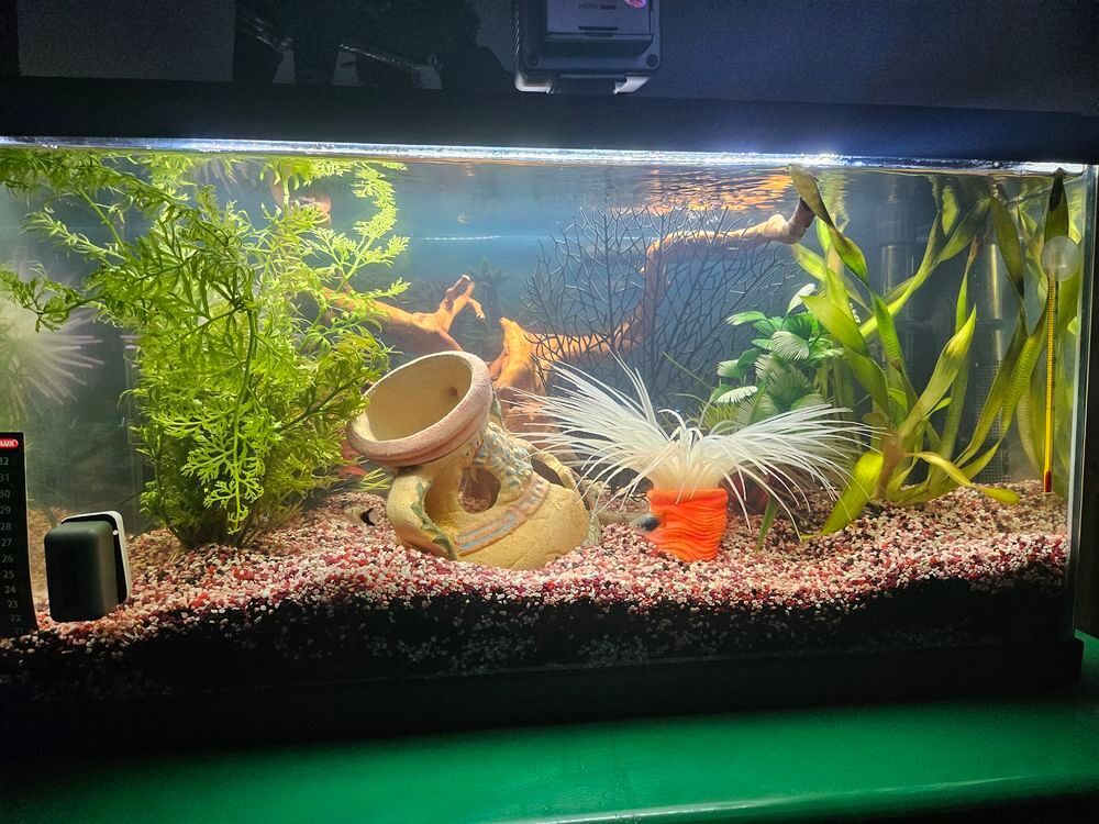   aquarium 
