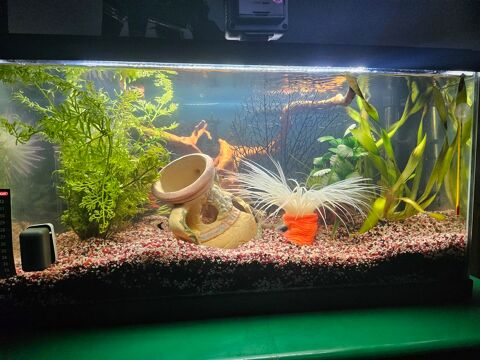aquarium 50 57500 Saint-avold