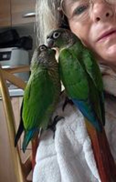   3 bébés conures  
