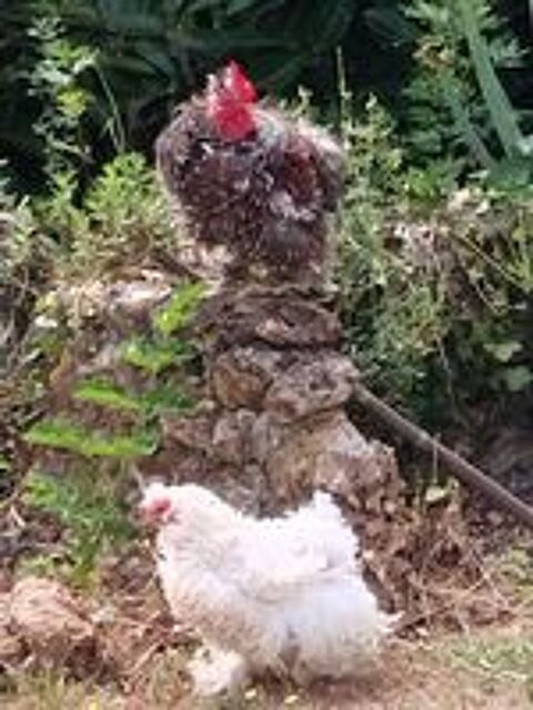   Couple de coqs/poule. 