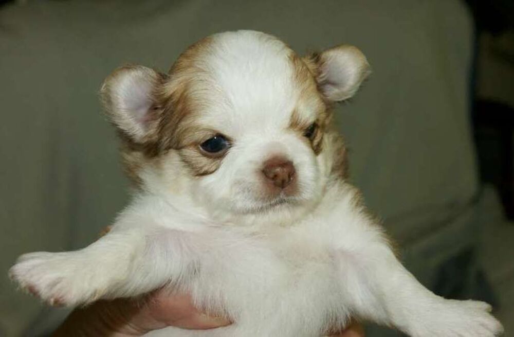   chiot chihuahua poils long bicolore males  