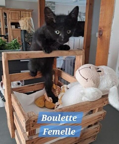 boulette 80 59151 Arleux