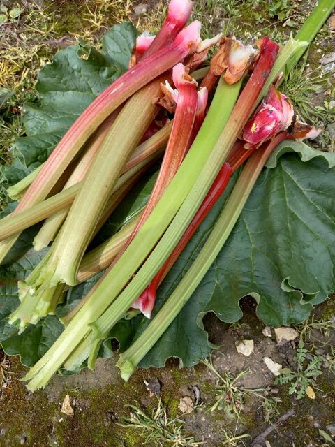Rhubarbe de jardin naturel . 1.5 Auzebosc (76)