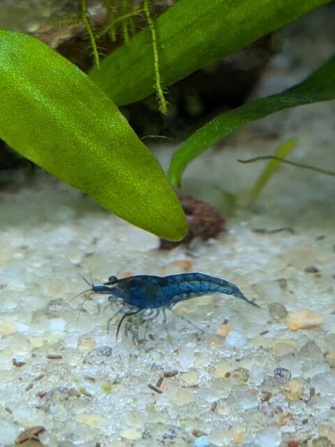 Crevettes neocaridina blue velvet 2 91600 Savigny-sur-orge