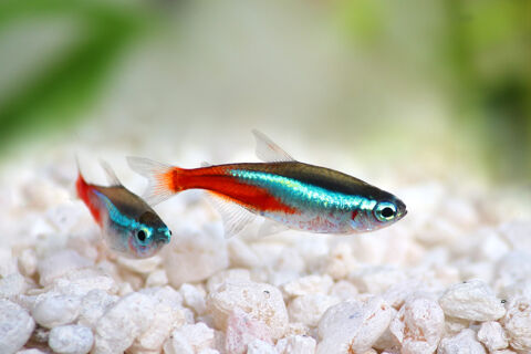10 neons Bleu (Paracheirodon innesi) 1 38000 Grenoble