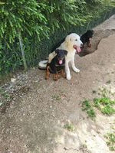   Chiots montagne des Pyrénées  