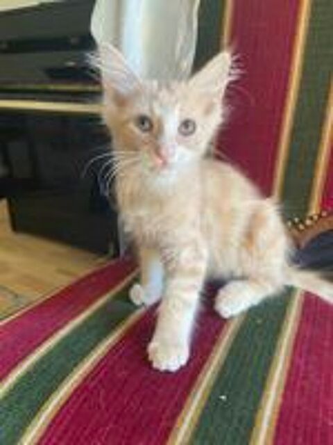   Chatons à placer entre de bonnes mains 