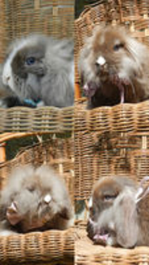   Mini lion lop 
