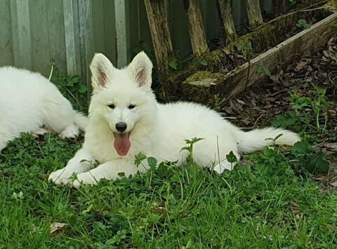 Chiot Berger Blanc Suisse LOF Disponible de Suite 1800 39570 Revigny