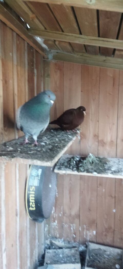 pigeons 0 19100 Brive-la-gaillarde
